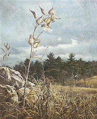 Untitled country field with cotton plant. 1968