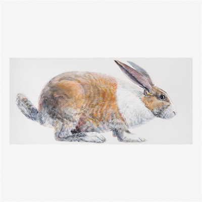 Rabbit, 1968