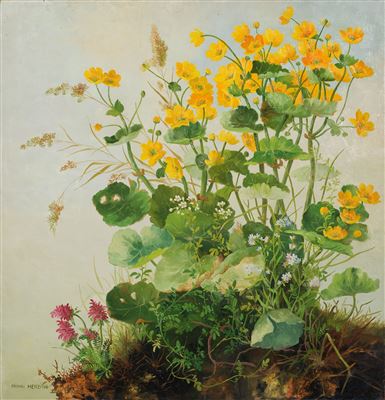 Großes Wiesenstück mit Sumpfdotterblumen