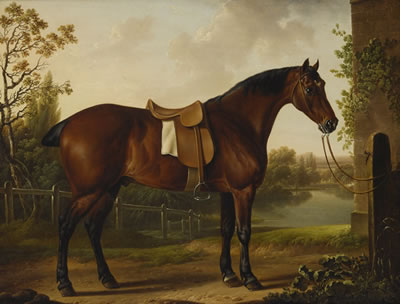 A BAY HUNTER SADDLED OUTSIDE A STABLE