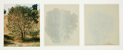Falling Leaves: Set 4