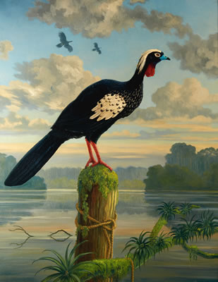 Black-fronted Piping-guan