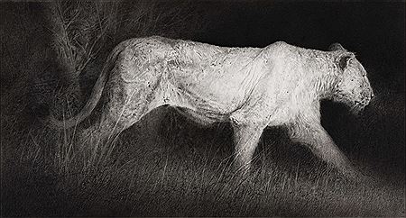 The Last Lioness