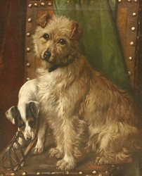 NORFOLK TERRIER AND JACK RUSSELL
