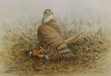 'HARRY' A GOSHAWK ON A PHEASANT by Ronald David Digby - Auction record, sale price, and art valuation. Compare with similar artists and explore comparable artworks.