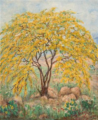 Huisache Tree, Texas