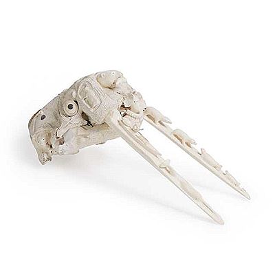 ELABORATELY CARVED WALRUS SKULL
