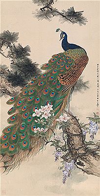 TAIL-SPREADING PEACOCK