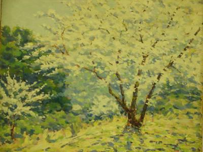 Apple Blossoms