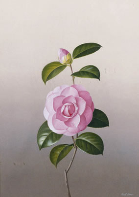 Camellia Prince Frederick by Paul Osborne Jones - Auction record, sale price, and art valuation. Compare with similar artists and explore comparable artworks.
