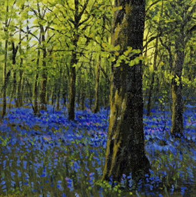 Woodland, Bluebell Study
