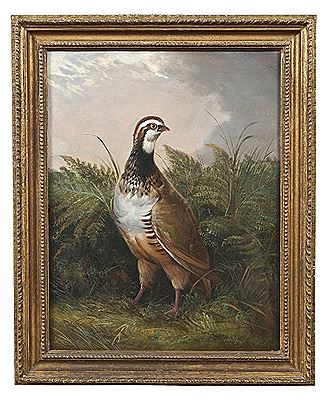 Game Birds Standing in Naturalistic Setting (3)