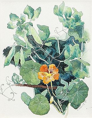 Still Life with Nasturtiums