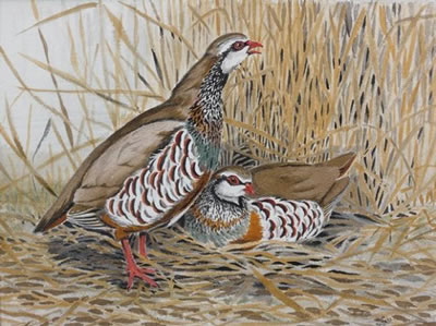 Couple de perdrix rouges au nid