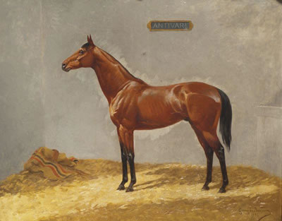 Portrait de l'étalon ANTIVARI dans son box, 1924
