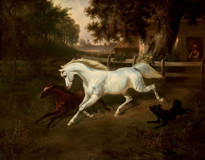 Chevaux