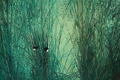 "Blue Wrens