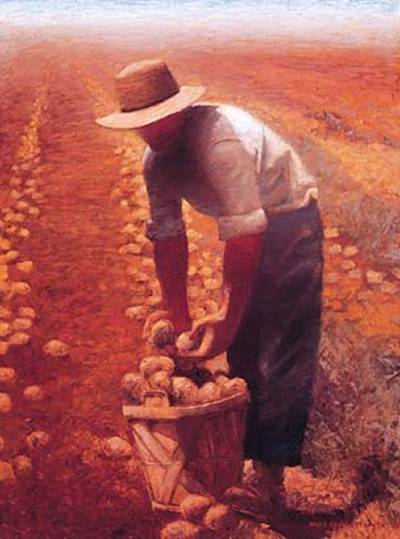 Potato Field