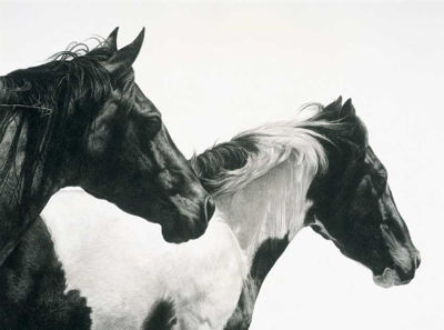 Sample artwork by Karmel Timmons (Born 1966), known for horse pencil drawings - View similar artists and auction records