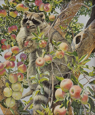 Apple Tree Bandit