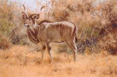 Kuda Bull