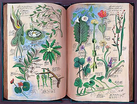 "SERIE BOTANICA ANTIGUA"