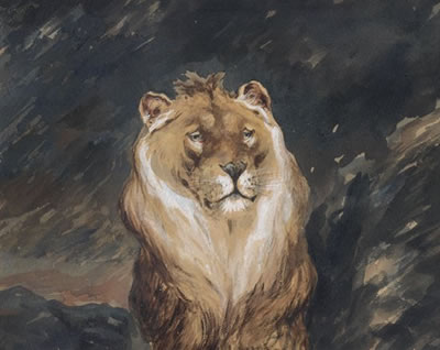 Etude de lion