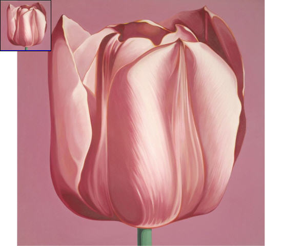 TULIP
