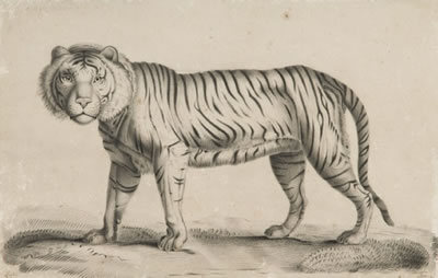 Tigre marchant