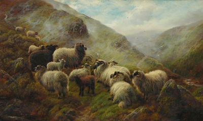 Highland Sheep