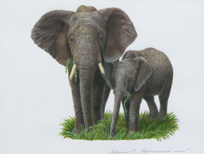 African Elephant