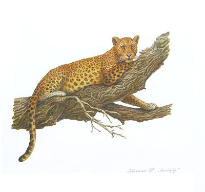 "Leopard in a Tree"