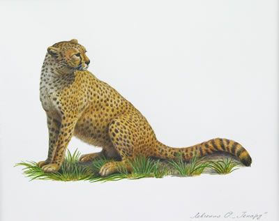 Leopard
