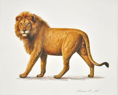 Lion