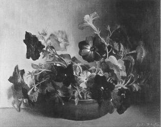 Petunias