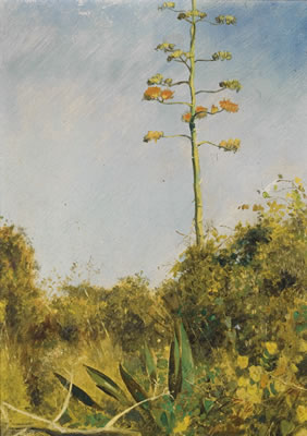 Flowering Agave, Florida