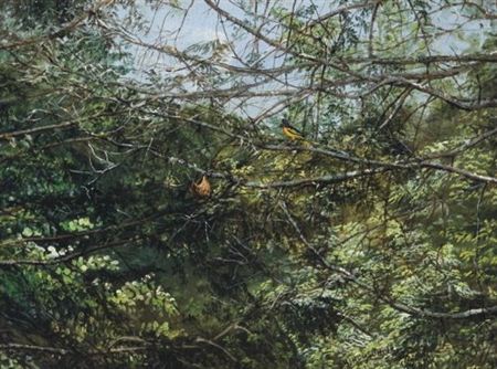 Oriole Overlooking Nest