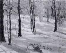 Maine Forest in Snow
