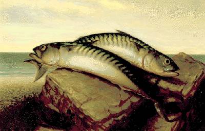 Prize Catch