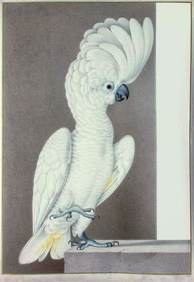 Un Cacatoès blanc (cacatua alba).