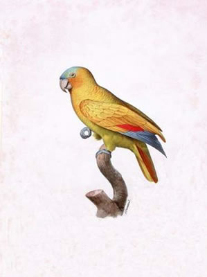 Une amazone jaune (amazona sp). by Jacques Barraband - Auction record, sale price, and art valuation. Compare with similar artists and explore comparable artworks.