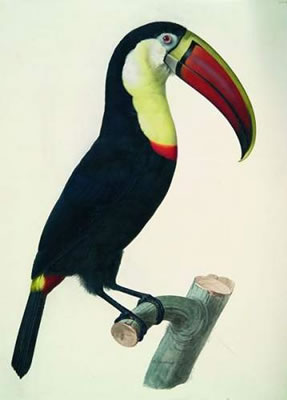 Sample artwork by Jacques Barraband (1768 - 1809), known for ornithology and botanical painting - View similar artists and auction records