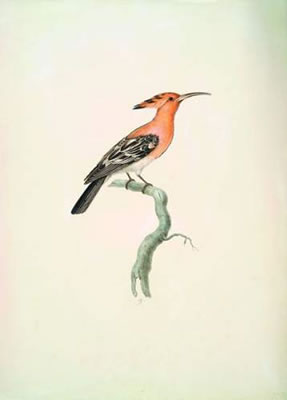Huppe fasciée (Upupa Epops). by Auguste Pelletier - Auction record, sale price, and art valuation. Compare with similar artists and explore comparable artworks.