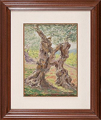 Olive Tree