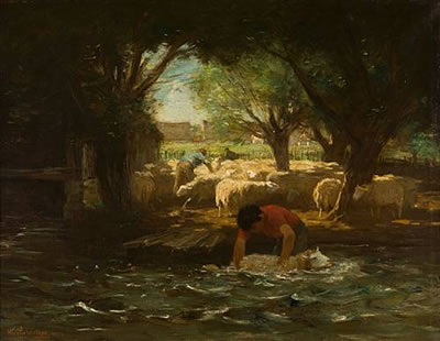 Sheep washing
