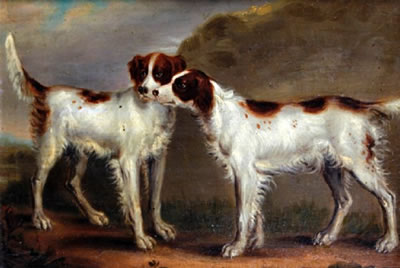 Two spaniels on a path