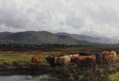 Highland cattle watering in a landscape