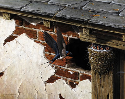 Swallow returning to the nest