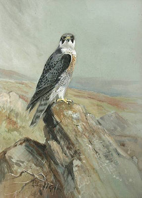 Peregrine falcon in a rocky landscape by Roland Green - Auction record, sale price, and art valuation. Compare with similar artists and explore comparable artworks.