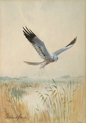 Male Montagu's harrier in flight by Roland Green - Auction record, sale price, and art valuation. Compare with similar artists and explore comparable artworks.